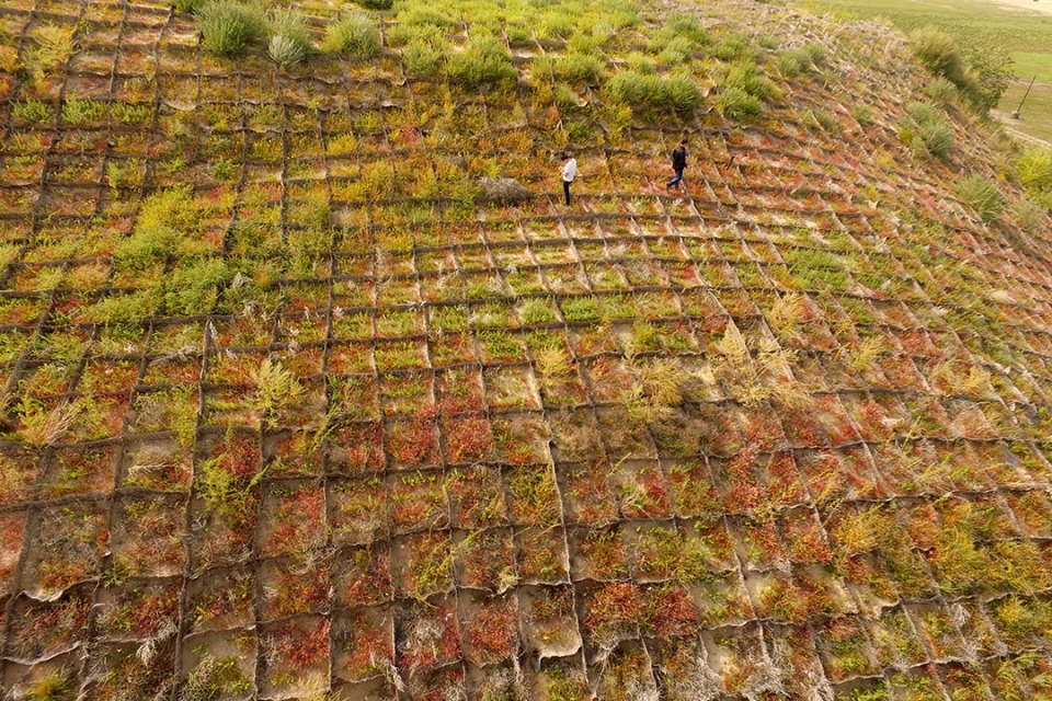 Drone photo of a field with lots of vegetation planted