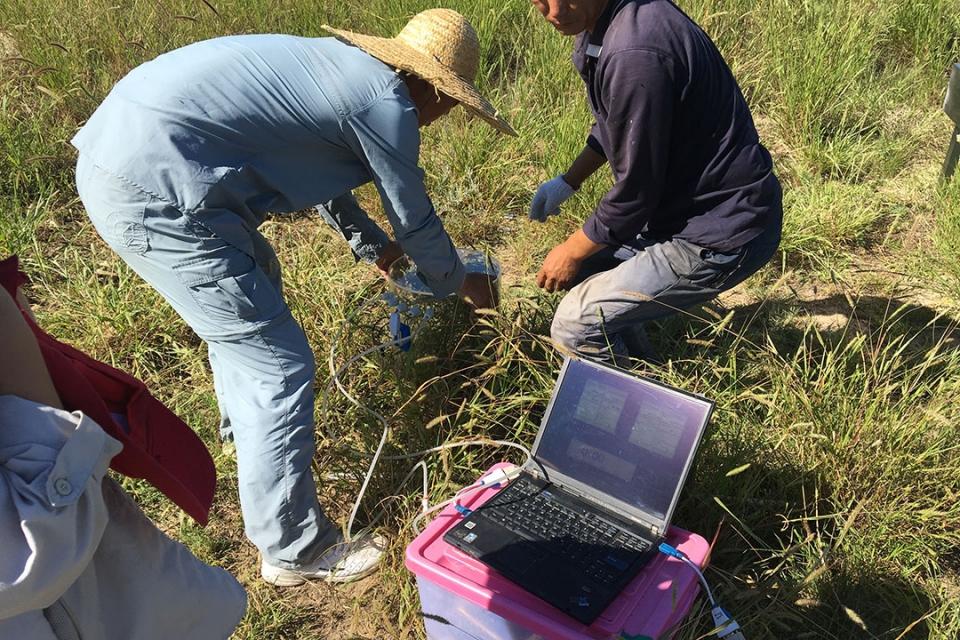 Researchers collecting photosynthesis data and transmitting it to a laptop